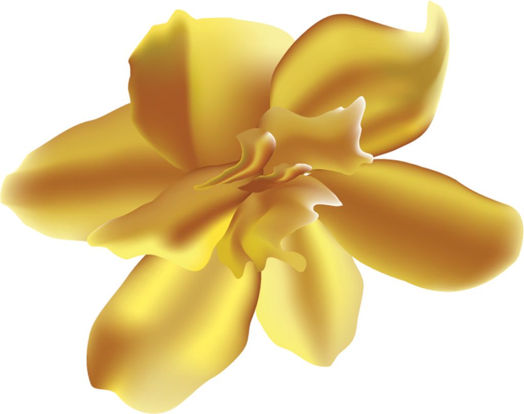 flower illustration