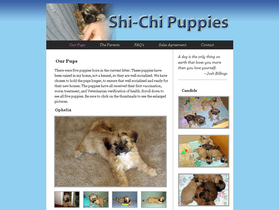 Shi-Chi Puppies